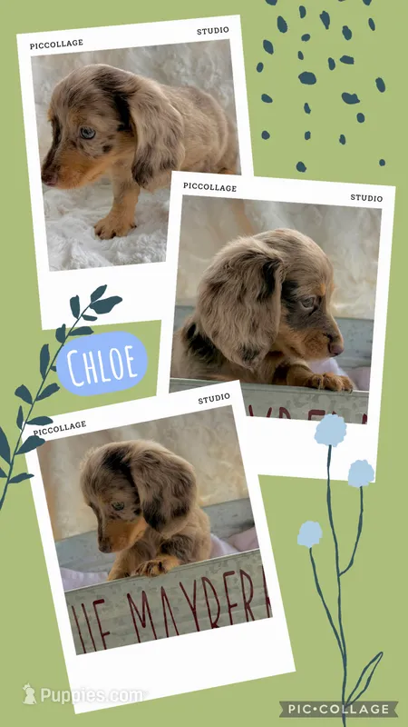 Chloe – Miniature Dachshund puppy for sale in West Plains, MO