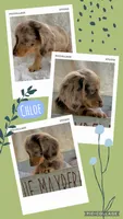 Chloe, a female Miniature Dachshund for sale in West Plains, MO – 1 of 6