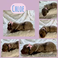 Chloe, a female Miniature Dachshund for sale in West Plains, MO – 3 of 6