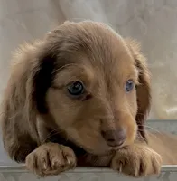 Cocoa, a female Miniature Dachshund for sale in Caulfield, MO – 2 of 9