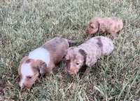 Chloe, a female Miniature Dachshund for sale in West Plains, MO – 5 of 6