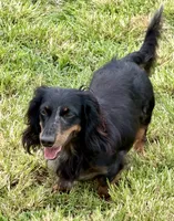 Chuck, a male Miniature Dachshund for sale in West Plains, MO – 7 of 8