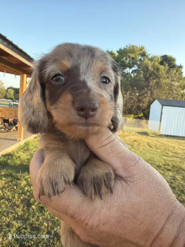 Chloe – Miniature Dachshund puppy for sale in West Plains, MO