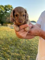 Cocoa, a female Miniature Dachshund for sale in West Plains, MO – 1 of 5