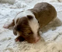 Cash, a male Miniature Dachshund for sale in West Plains, MO – 4 of 7