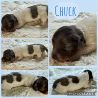 Chuck, a male Miniature Dachshund for sale in West Plains, MO – 2 of 8