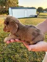 Clay, a male Miniature Dachshund for sale in West Plains, MO – 2 of 7