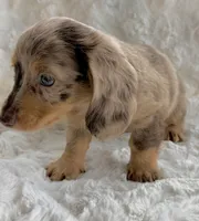 Chloe, a female Miniature Dachshund for sale in West Plains, MO – 4 of 6