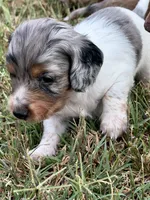 Chuck, a male Miniature Dachshund for sale in West Plains, MO – 4 of 8
