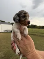 Chuck, a male Miniature Dachshund for sale in West Plains, MO – 3 of 8