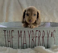 Cocoa, a female Miniature Dachshund for sale in Caulfield, MO – 9 of 9