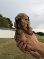 Chloe, a female Miniature Dachshund for sale in West Plains, MO – 2 of 6