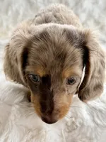 Chloe, a female Miniature Dachshund for sale in West Plains, MO – 6 of 6