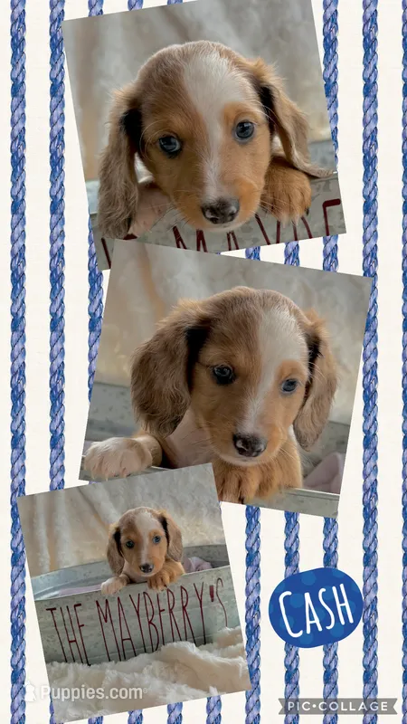Cash – Miniature Dachshund puppy for sale in West Plains, MO