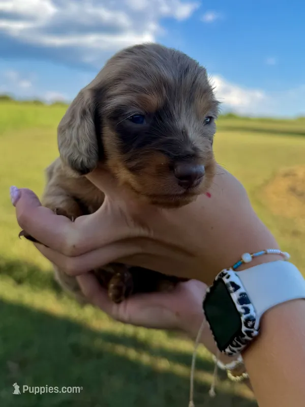 Chloe – Miniature Dachshund puppy for sale in West Plains, MO