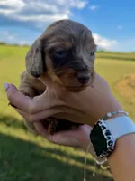 Chloe, a female Miniature Dachshund for sale in West Plains, MO – 1 of 6