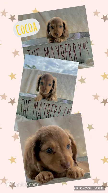 Cocoa – Miniature Dachshund puppy for sale in West Plains, MO