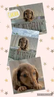 Cocoa, a female Miniature Dachshund for sale in Caulfield, MO – 1 of 9