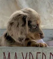 Chloe, a female Miniature Dachshund for sale in West Plains, MO – 2 of 6