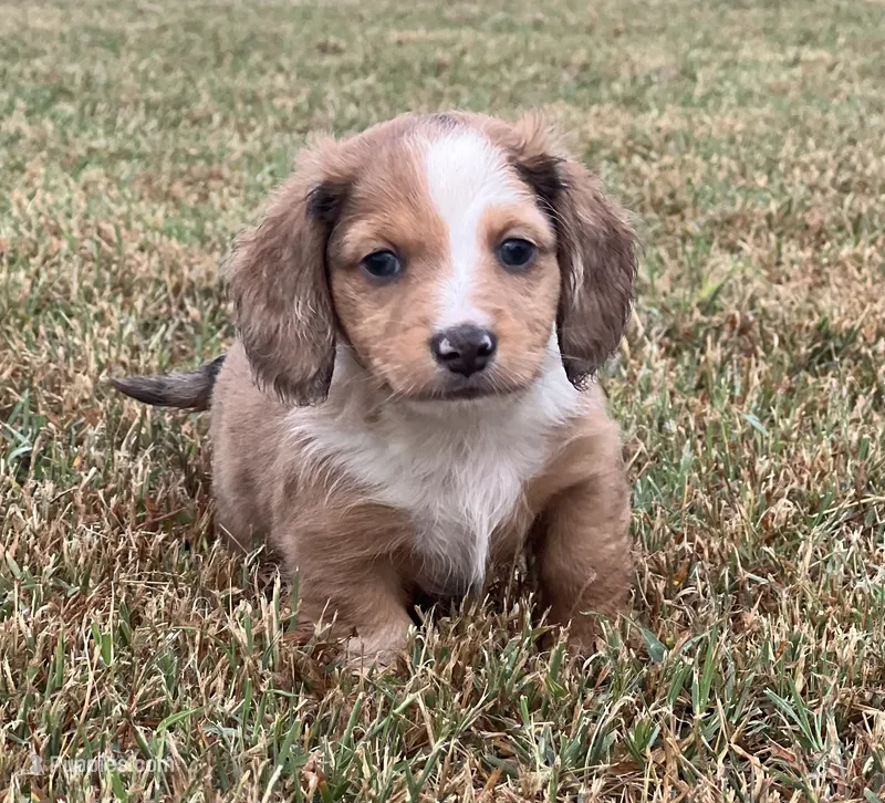 Cash – Miniature Dachshund puppy for sale in West Plains, MO