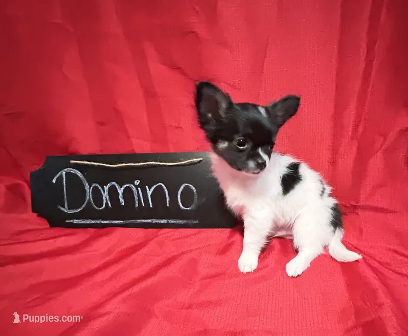 Domino – Chihuahua puppy for sale in The Woodlands, TX