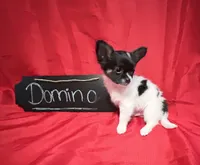 Domino, a male Chihuahua for sale in The Woodlands, TX – 1 of 3