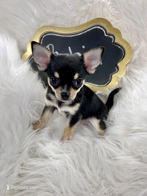 Robin – Chihuahua puppy for sale in The Woodlands, TX