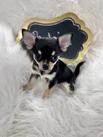 Robin, a male Chihuahua for sale in The Woodlands, TX – 1 of 4
