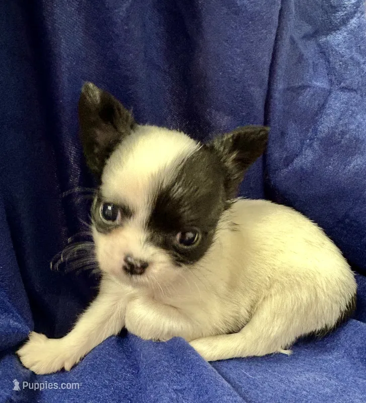 Pippi – Chihuahua puppy for sale in The Woodlands, TX
