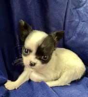 Pippi, a female Chihuahua for sale in The Woodlands, TX – 1 of 2