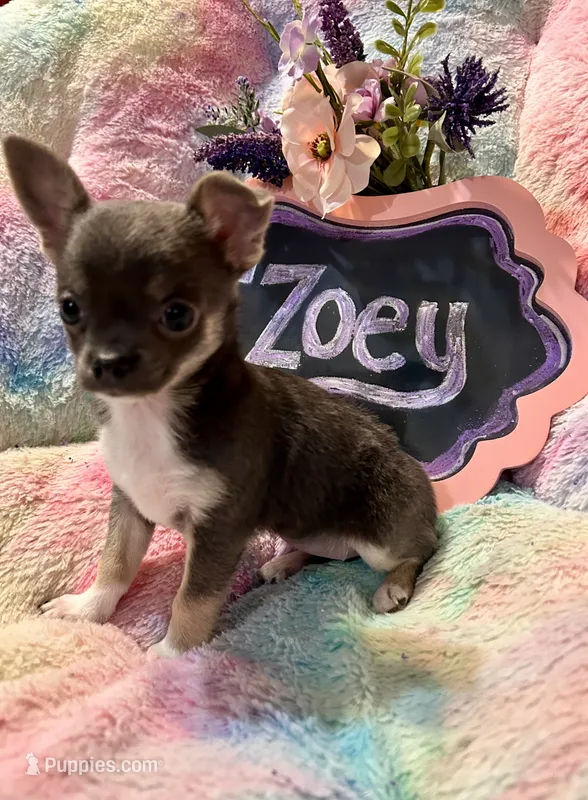 Zoey – Chihuahua puppy for sale in The Woodlands, TX