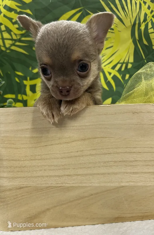 Chester – Chihuahua puppy for sale in The Woodlands, TX