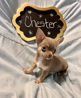 Chester, a male Chihuahua for sale in The Woodlands, TX – 3 of 5