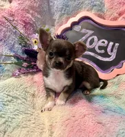 Zoey, a female Chihuahua for sale in The Woodlands, TX – 2 of 4