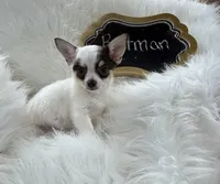 Batman , a male Chihuahua for sale in The Woodlands, TX – 2 of 5