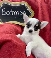 Batman , a male Chihuahua for sale in The Woodlands, TX – 5 of 5