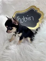 Robin, a male Chihuahua for sale in The Woodlands, TX – 4 of 4