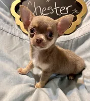 Chester, a male Chihuahua for sale in The Woodlands, TX – 5 of 5