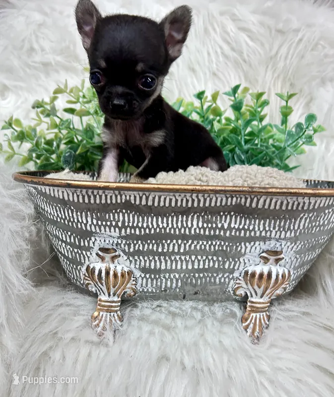 Squirt – Chihuahua puppy for sale in The Woodlands, TX