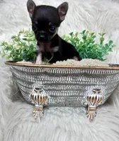 Squirt, a male Chihuahua for sale in The Woodlands, TX – 1 of 2