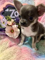 Zoey, a female Chihuahua for sale in The Woodlands, TX – 4 of 4