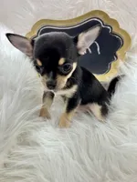 Robin, a male Chihuahua for sale in The Woodlands, TX – 3 of 4