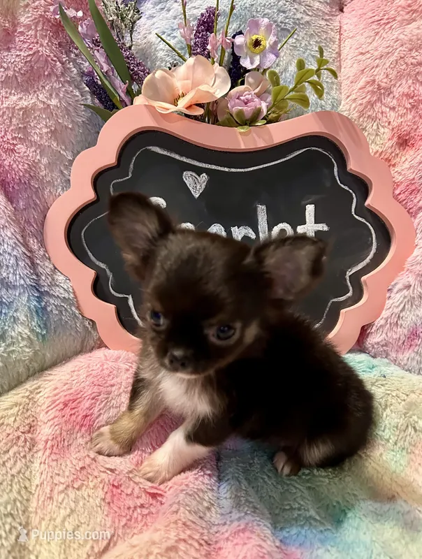 Scarlet  – Chihuahua puppy for sale in The Woodlands, TX