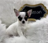 Batman , a male Chihuahua for sale in The Woodlands, TX – 3 of 5