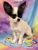 Brookie, a female Chihuahua for sale in The Woodlands, TX – 3 of 5