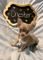 Chester, a male Chihuahua for sale in The Woodlands, TX – 4 of 5