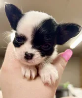 Pippi, a female Chihuahua for sale in The Woodlands, TX – 2 of 2
