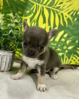 Zoey, a female Chihuahua for sale in The Woodlands, TX – 2 of 4
