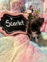 Scarlet , a female Chihuahua for sale in The Woodlands, TX – 3 of 3