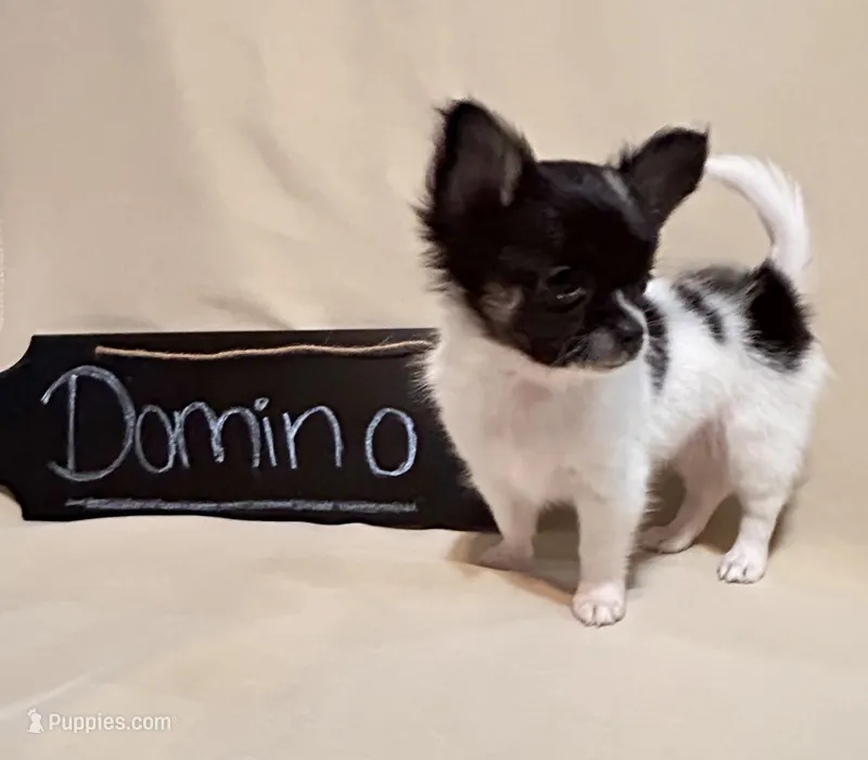 Domino – Chihuahua puppy for sale in The Woodlands, TX